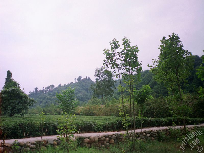 View of village from `OF district` in Trabzon city of Turkey.
