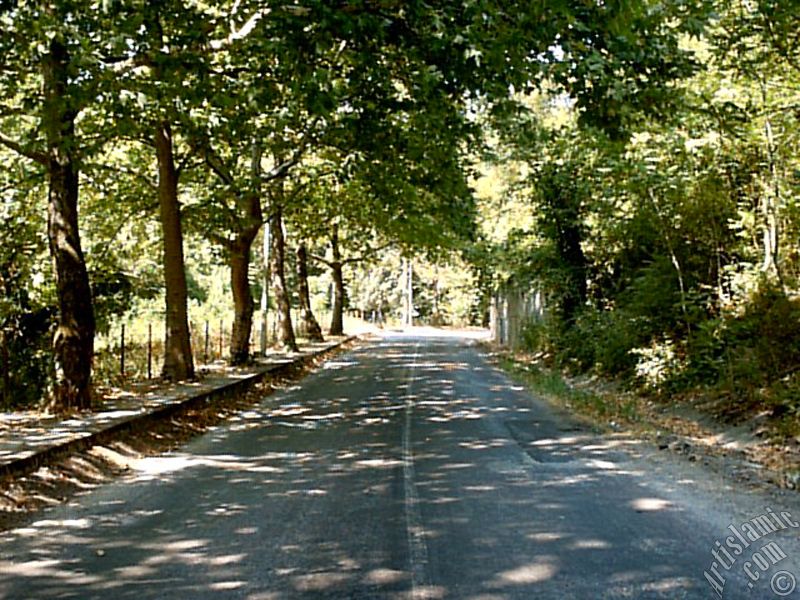 View of Termal-Gokcedere Village in Yalova city of Turkey.
