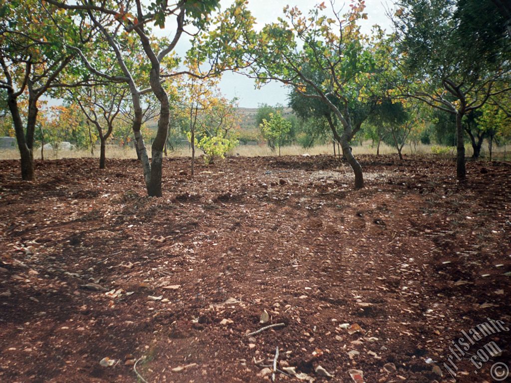 View of a field of olive and pistachio around the high-way of Gaziantep-Kilis cities of Turkey.
