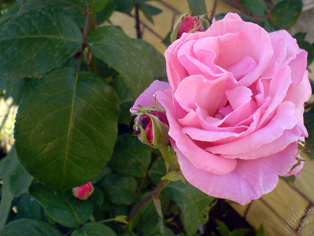 Pink rose photo.
