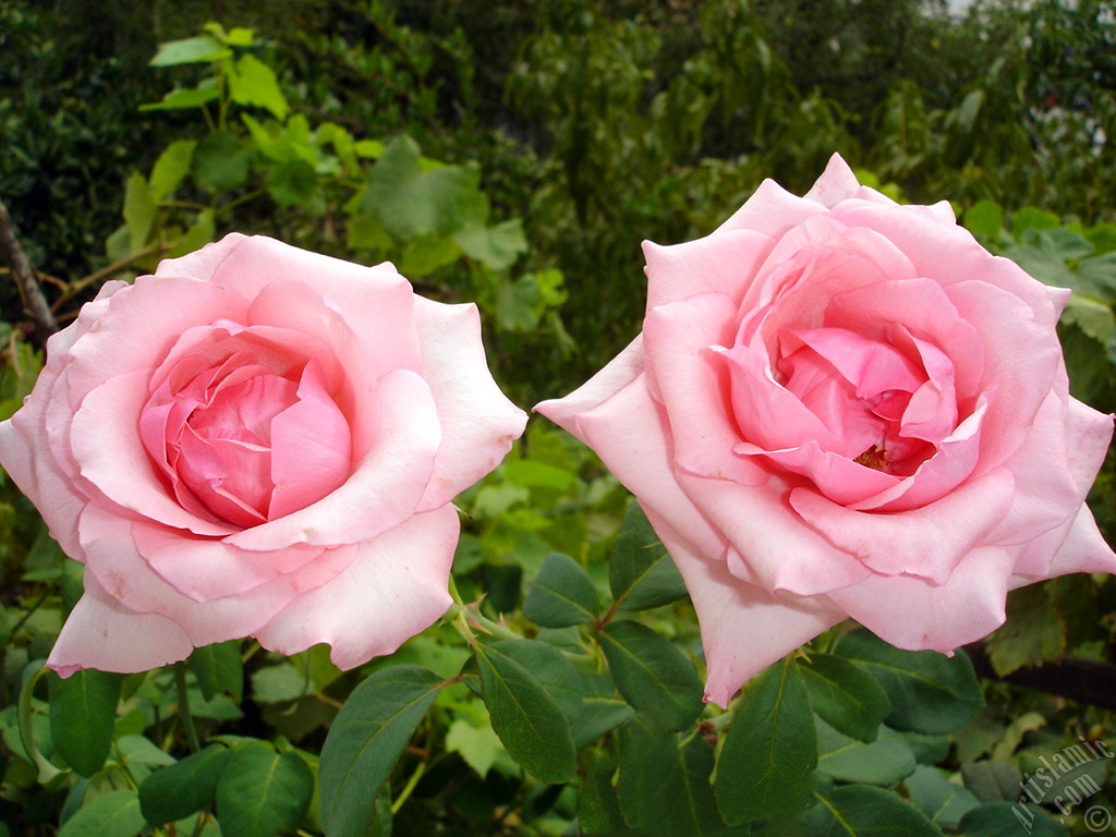 Pink rose photo.
