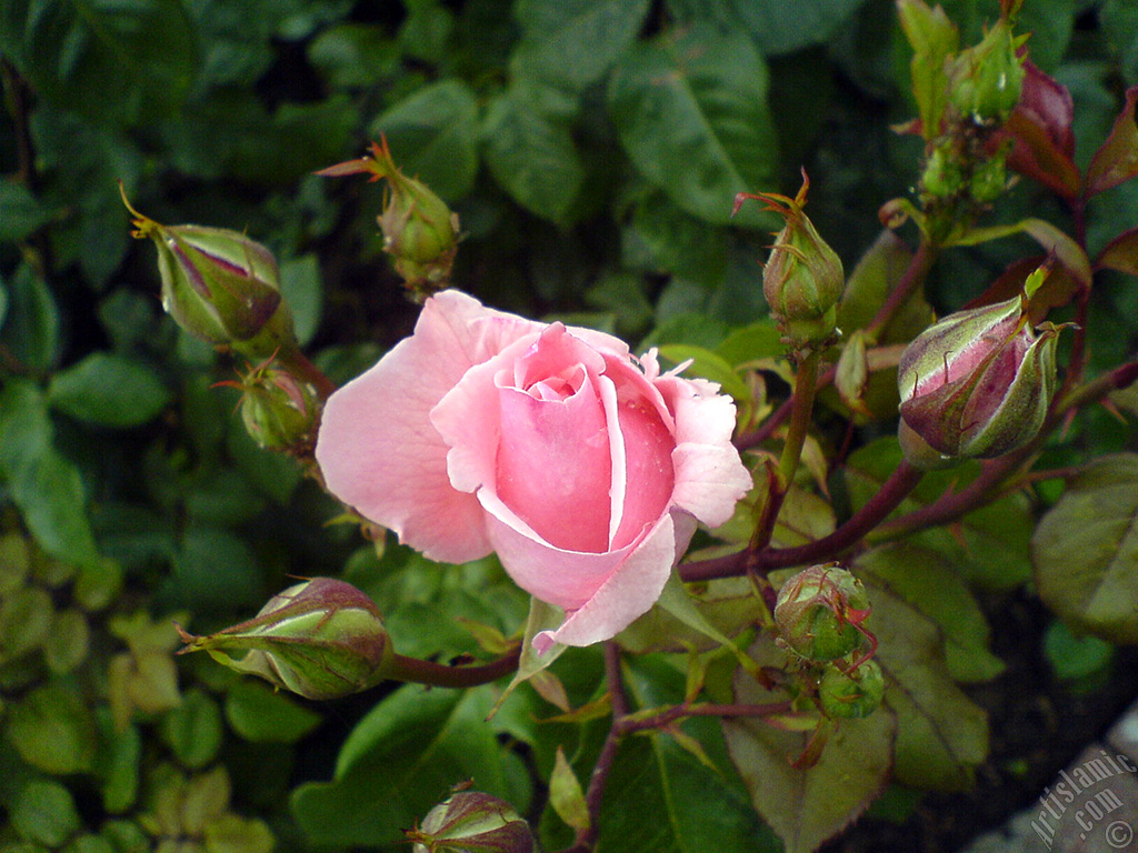 Pink rose photo.
