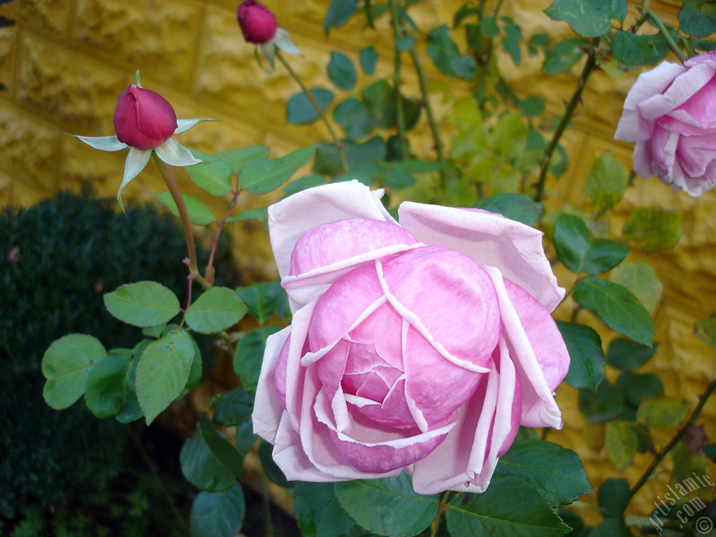 Pink rose photo.
