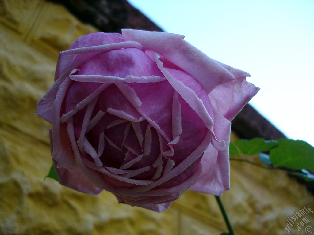 Pink rose photo.
