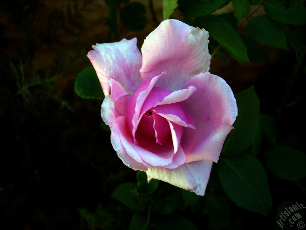 Pink rose photo.
