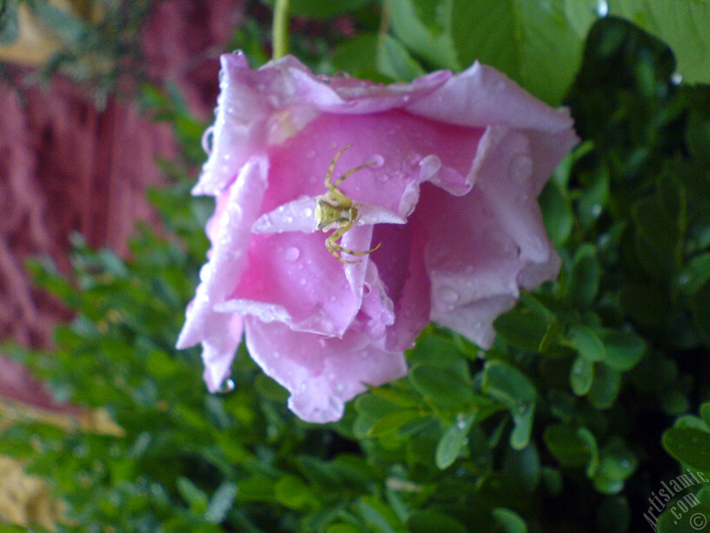 Pink rose photo.
