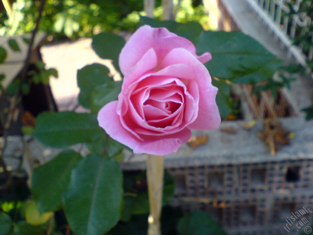 Pink rose photo.
