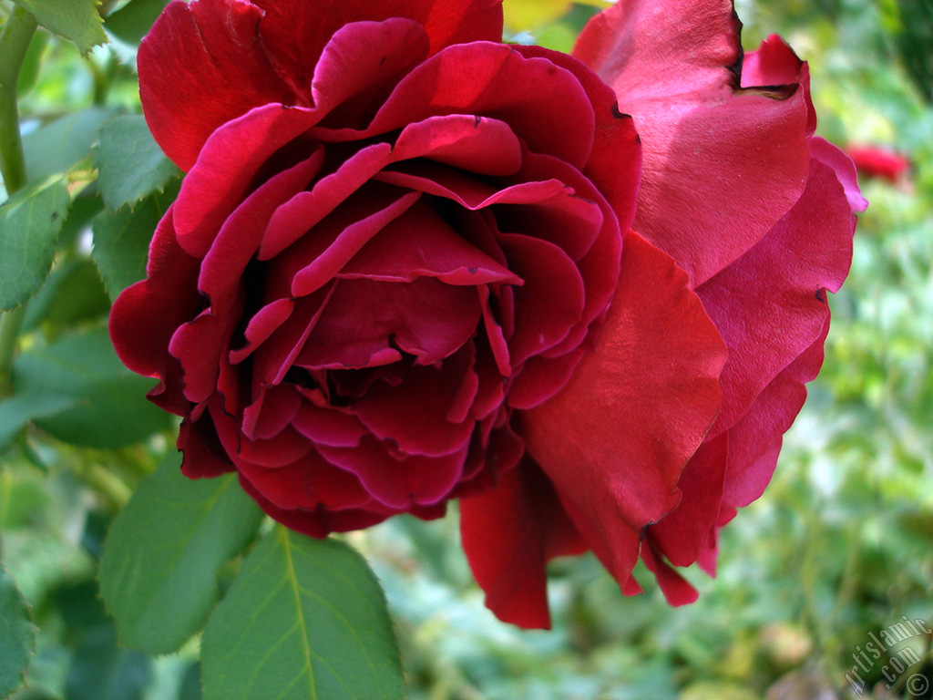 Red rose photo.
