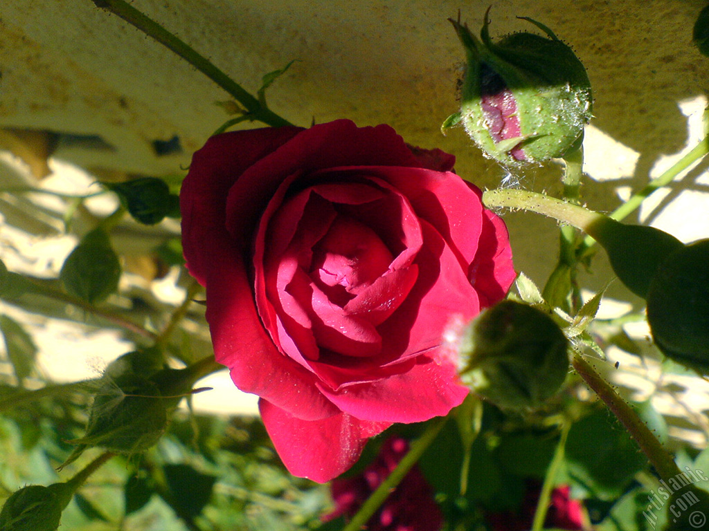 Red rose photo.
