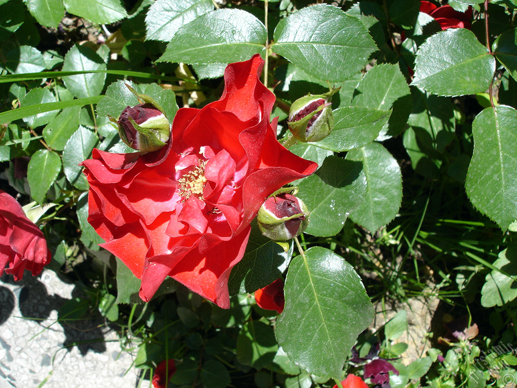 Red rose photo.
