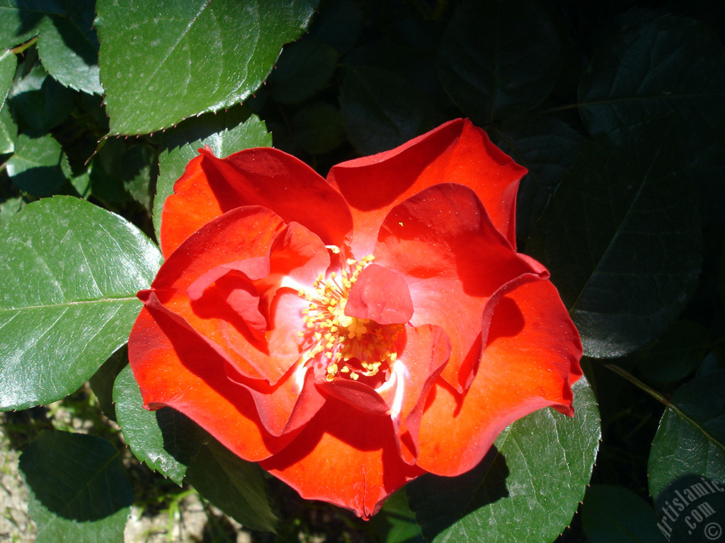 Red rose photo.
