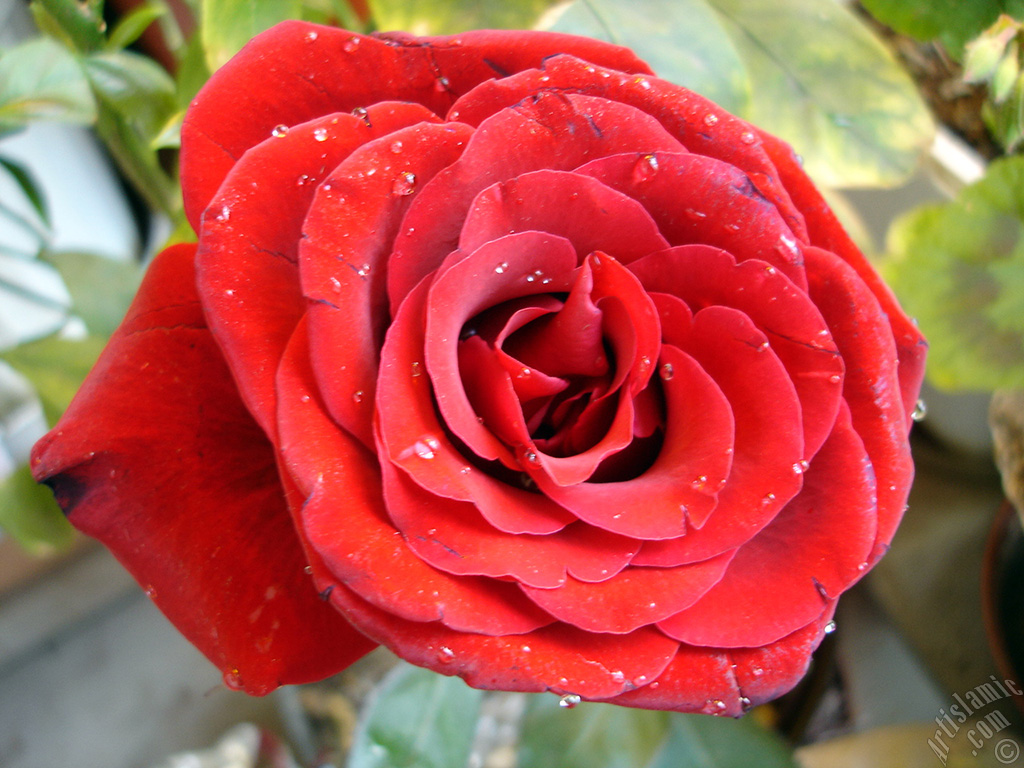 Red rose photo.
