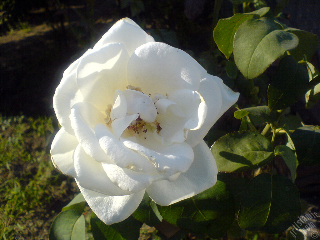 White rose photo.
