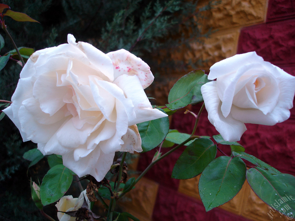 White rose photo.
