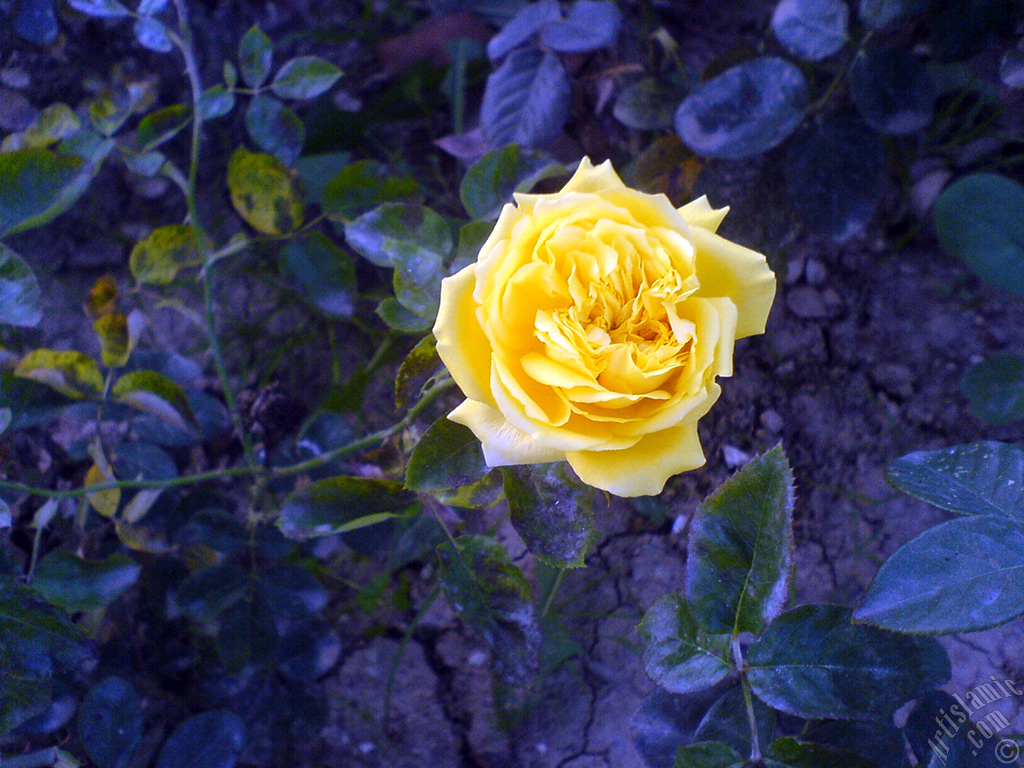 Yellow rose photo.
