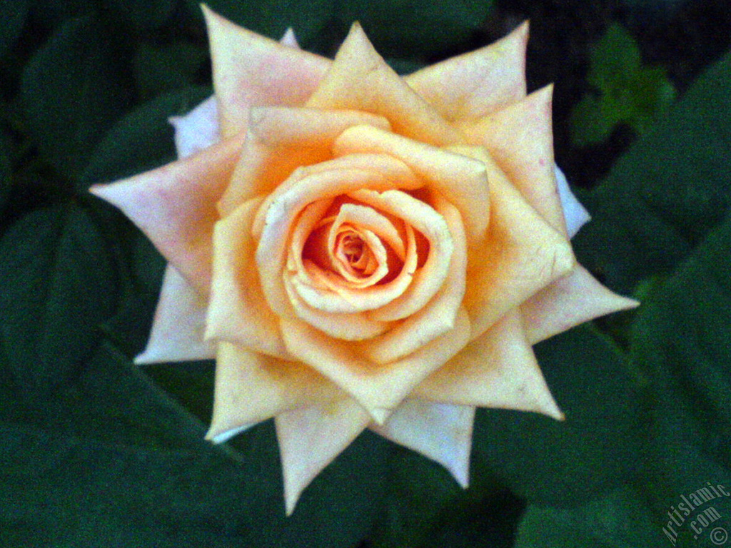 Salmon Color rose photo.
