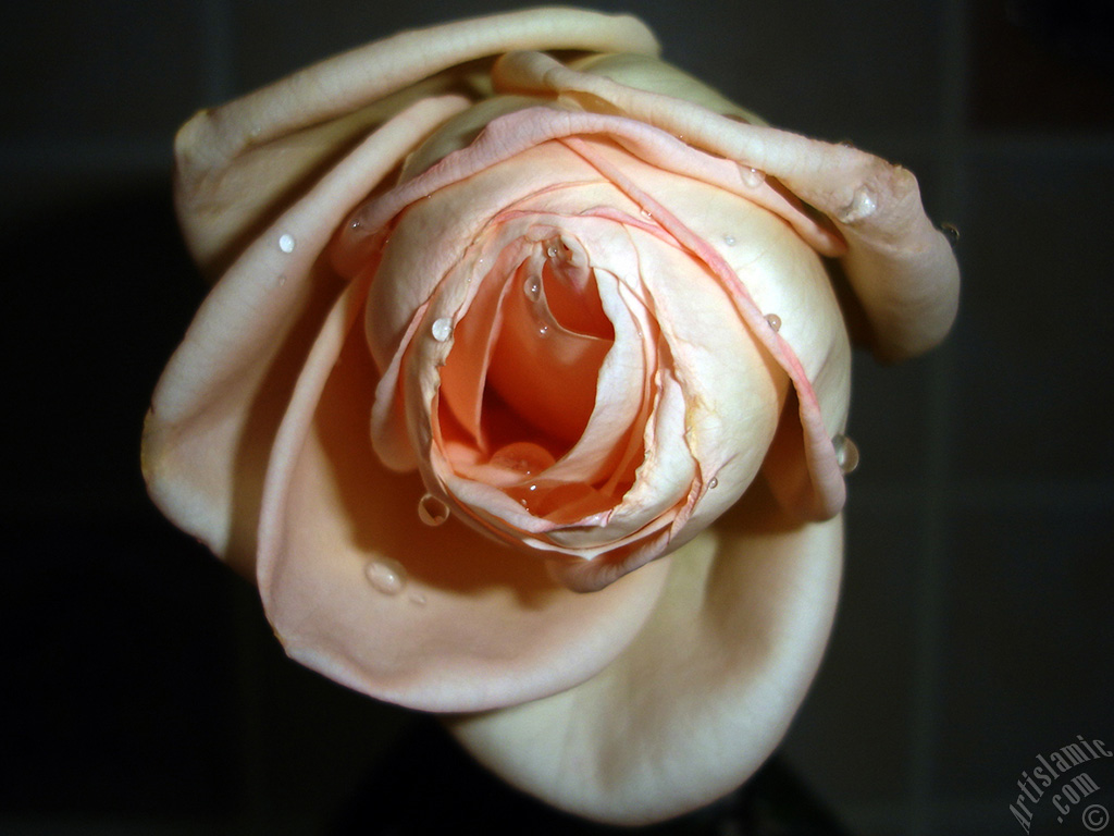 Salmon Color rose photo.
