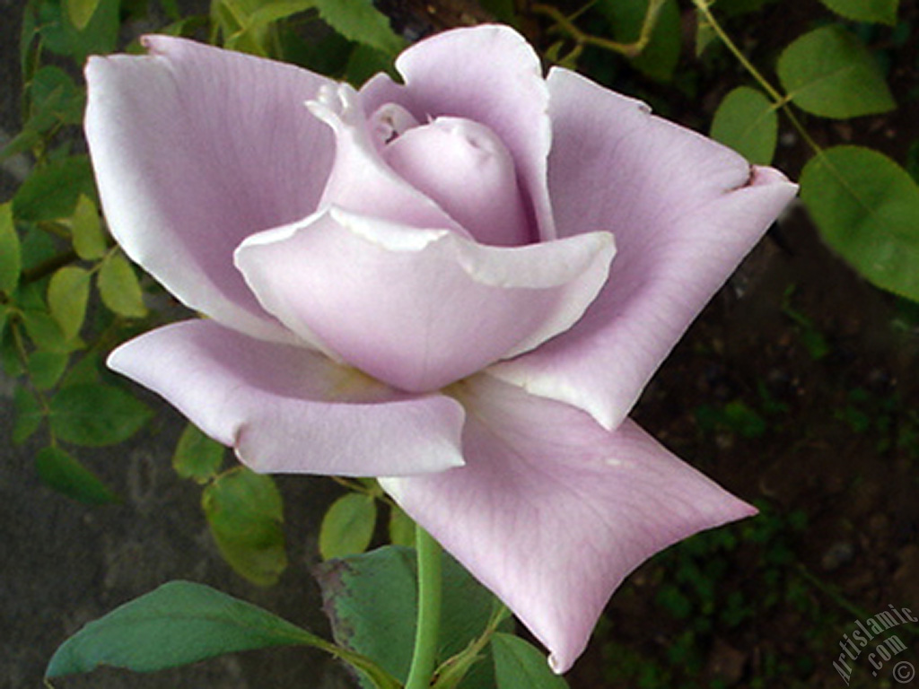 Lilac-color (lavender) rose photo.
