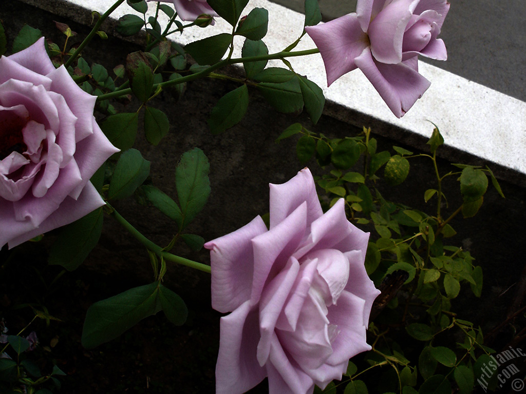 Lilac-color (lavender) rose photo.
