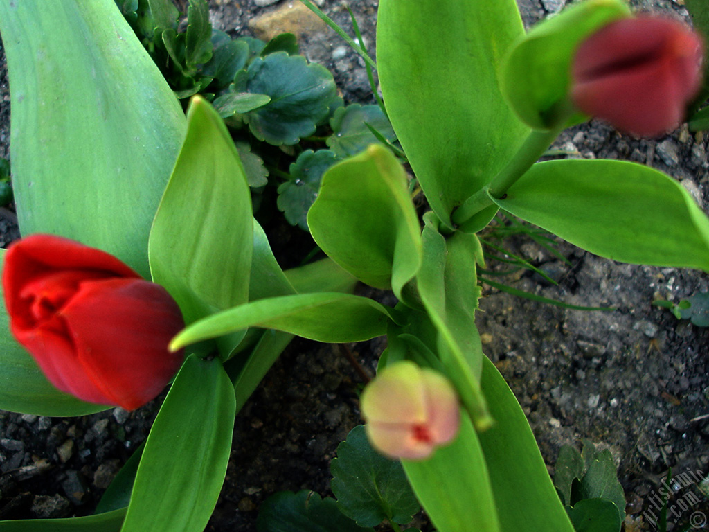 Red Turkish-Ottoman Tulip photo.
