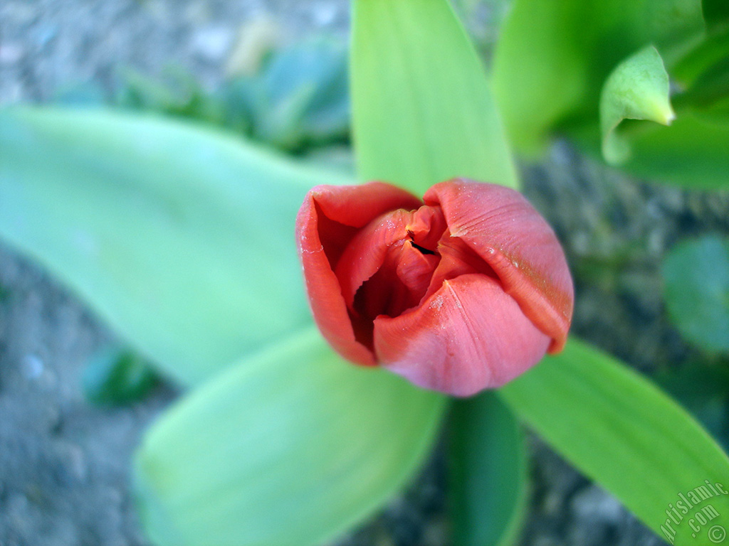 Red Turkish-Ottoman Tulip photo.
