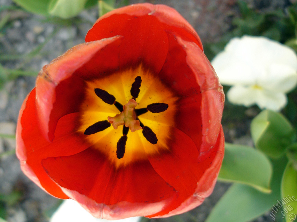 Red Turkish-Ottoman Tulip photo.
