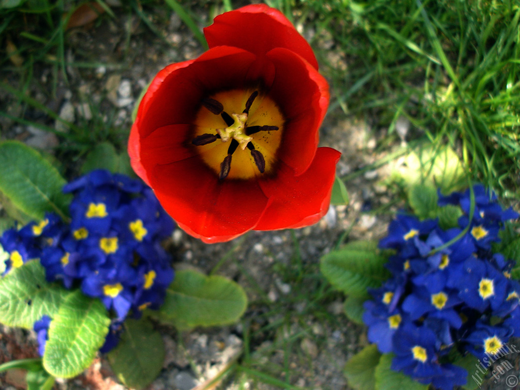 Red Turkish-Ottoman Tulip photo.
