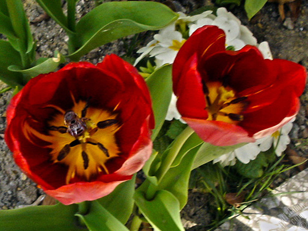 Red Turkish-Ottoman Tulip photo.
