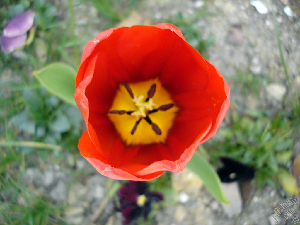 Red Turkish-Ottoman Tulip photo.
