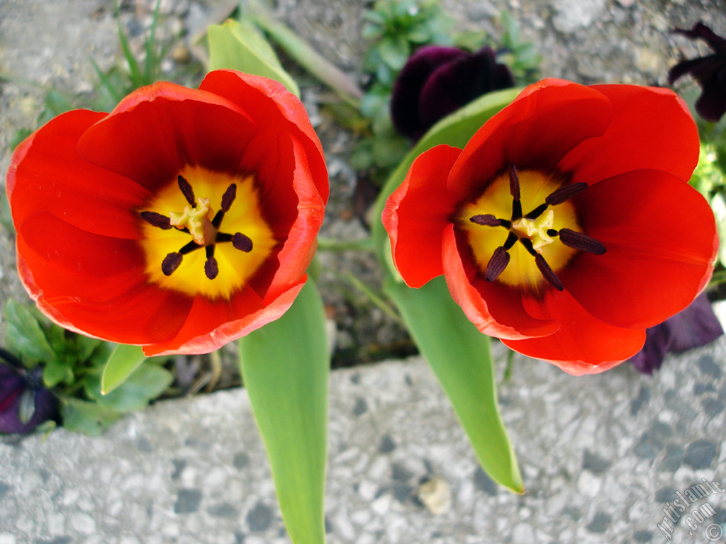 Red Turkish-Ottoman Tulip photo.
