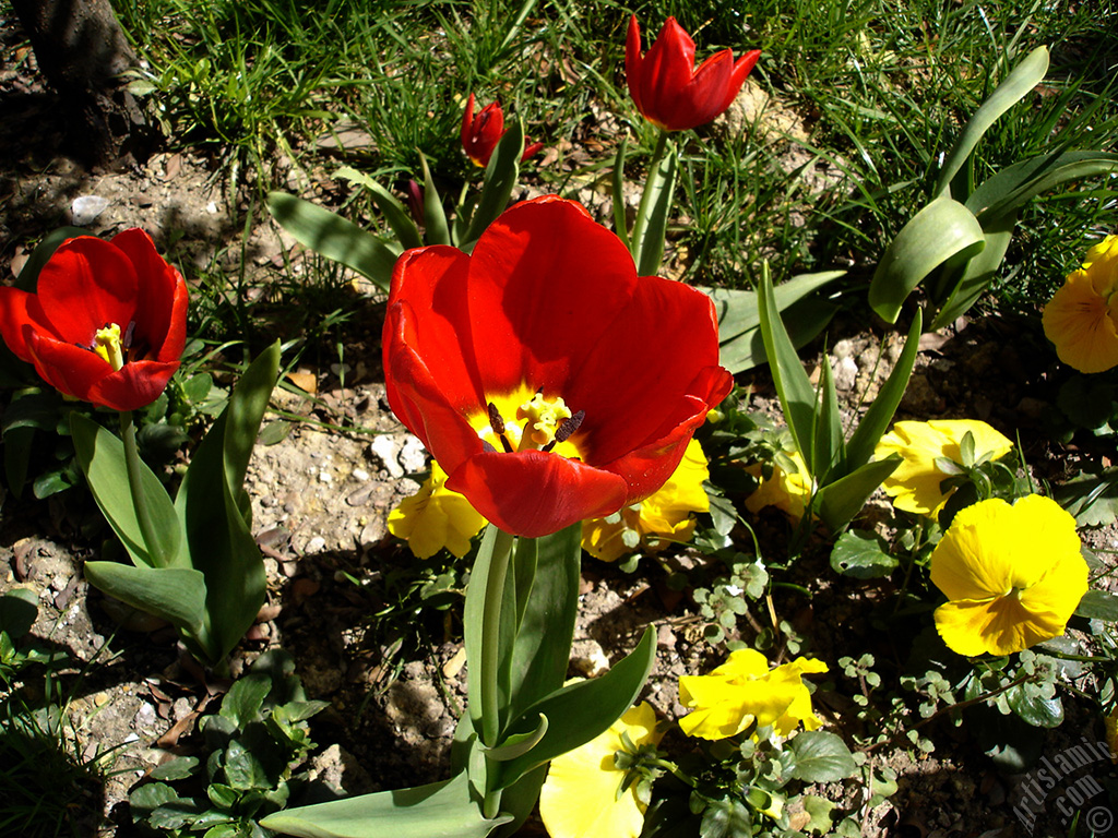 Red Turkish-Ottoman Tulip photo.
