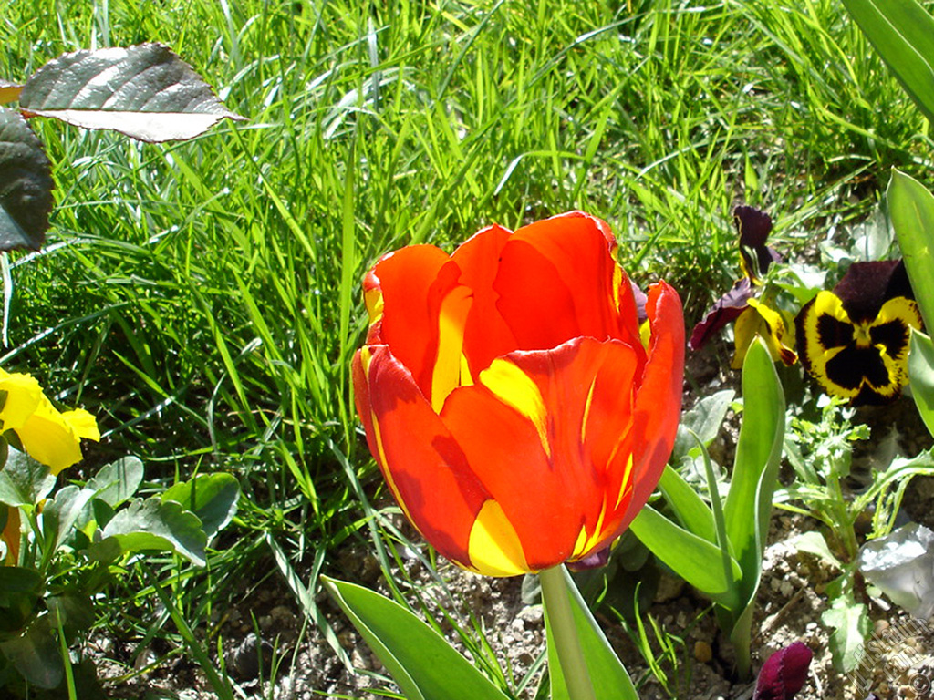 Red-yellow color Turkish-Ottoman Tulip photo.
