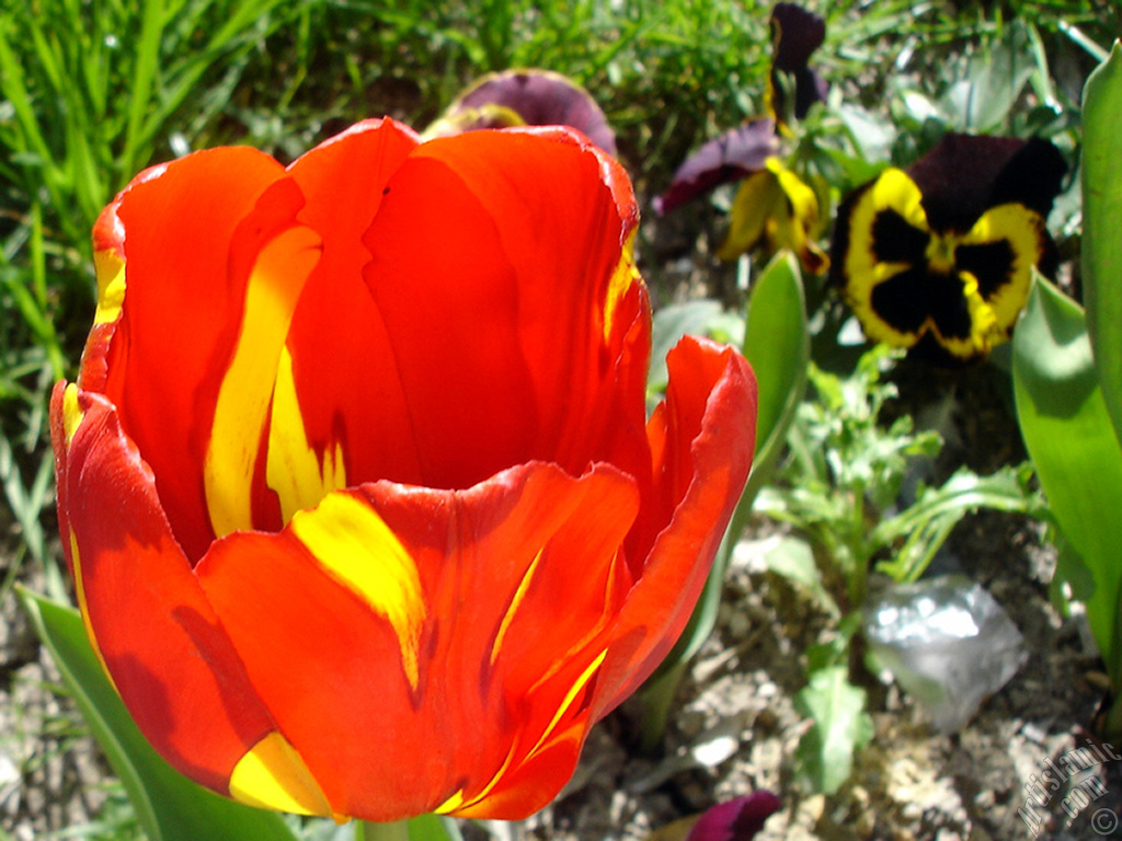 Red-yellow color Turkish-Ottoman Tulip photo.
