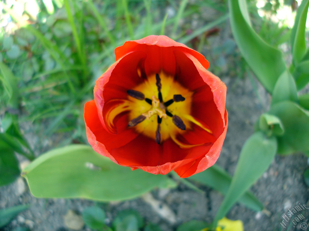 Red-yellow color Turkish-Ottoman Tulip photo.
