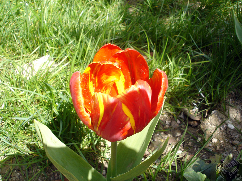 Red-yellow color Turkish-Ottoman Tulip photo.
