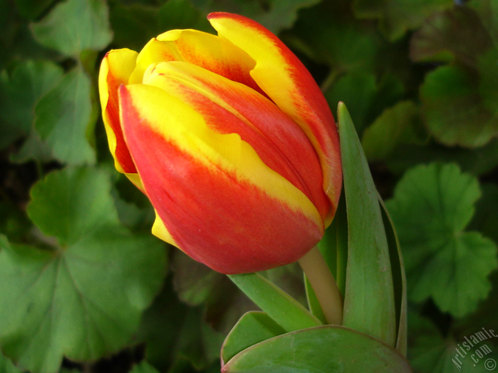 Red-yellow color Turkish-Ottoman Tulip photo.
