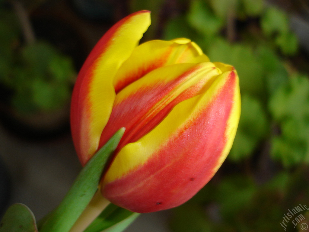 Red-yellow color Turkish-Ottoman Tulip photo.
