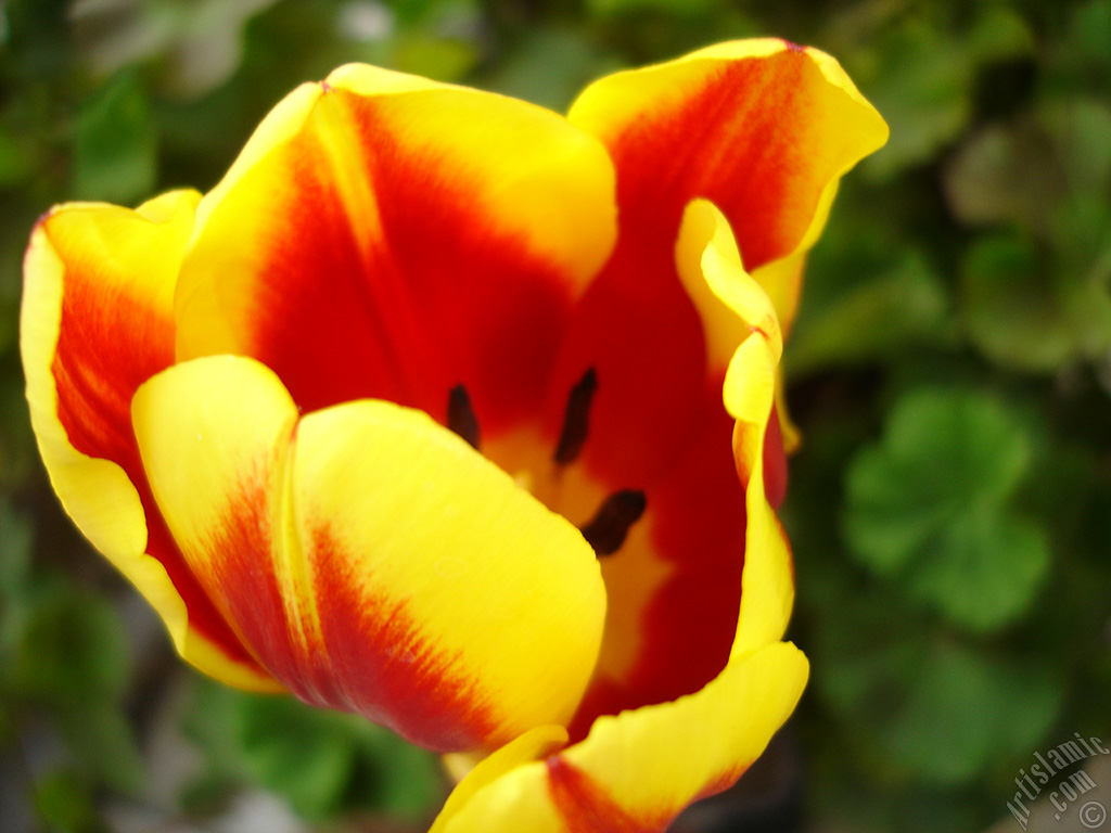 Red-yellow color Turkish-Ottoman Tulip photo.
