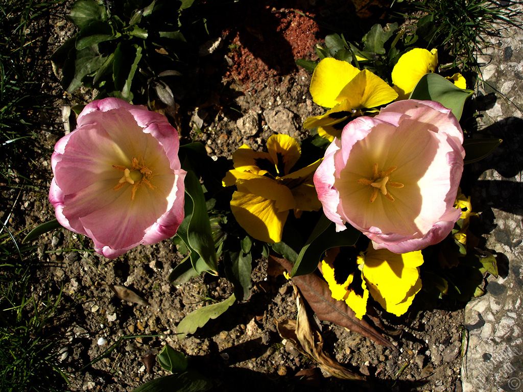 Pink color Turkish-Ottoman Tulip photo.
