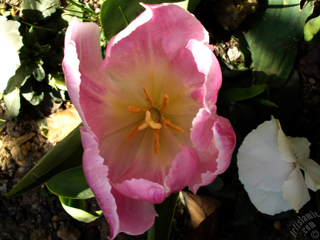 Pink color Turkish-Ottoman Tulip photo.
