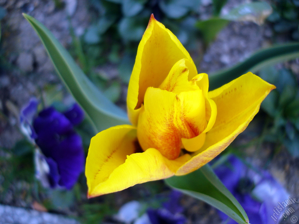 Yellow color Turkish-Ottoman Tulip photo.
