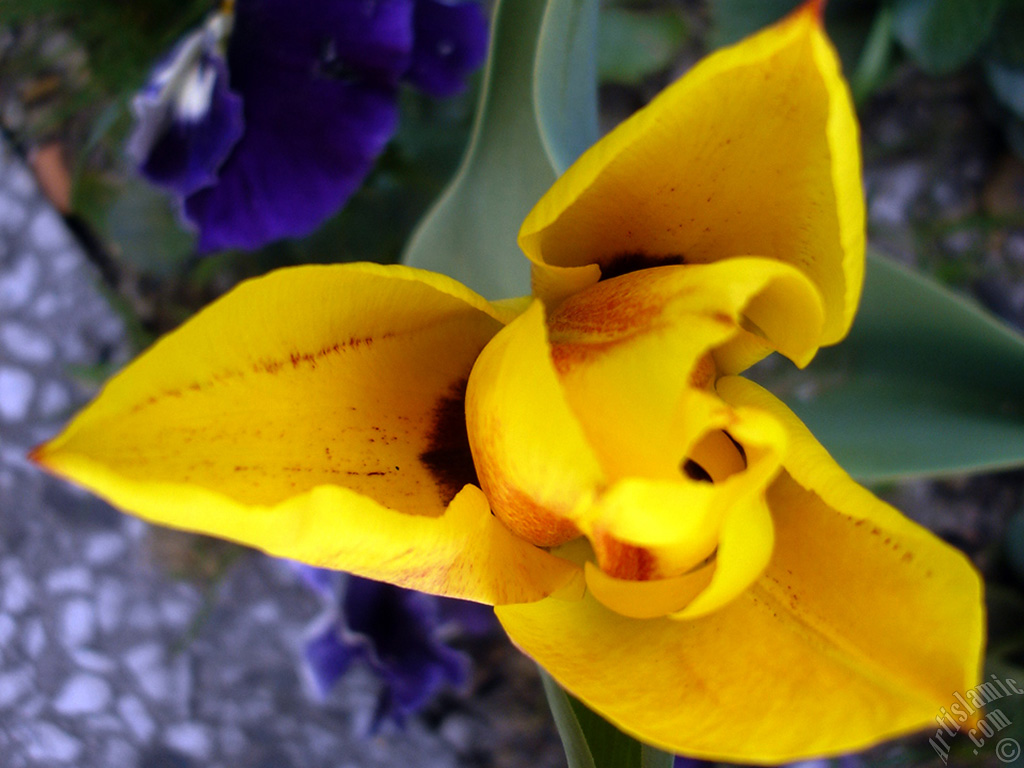 Yellow color Turkish-Ottoman Tulip photo.
