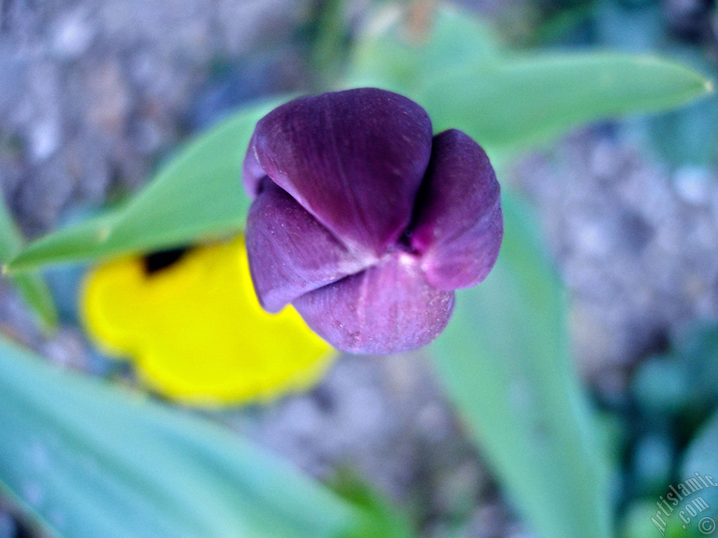 Purple color Turkish-Ottoman Tulip photo.
