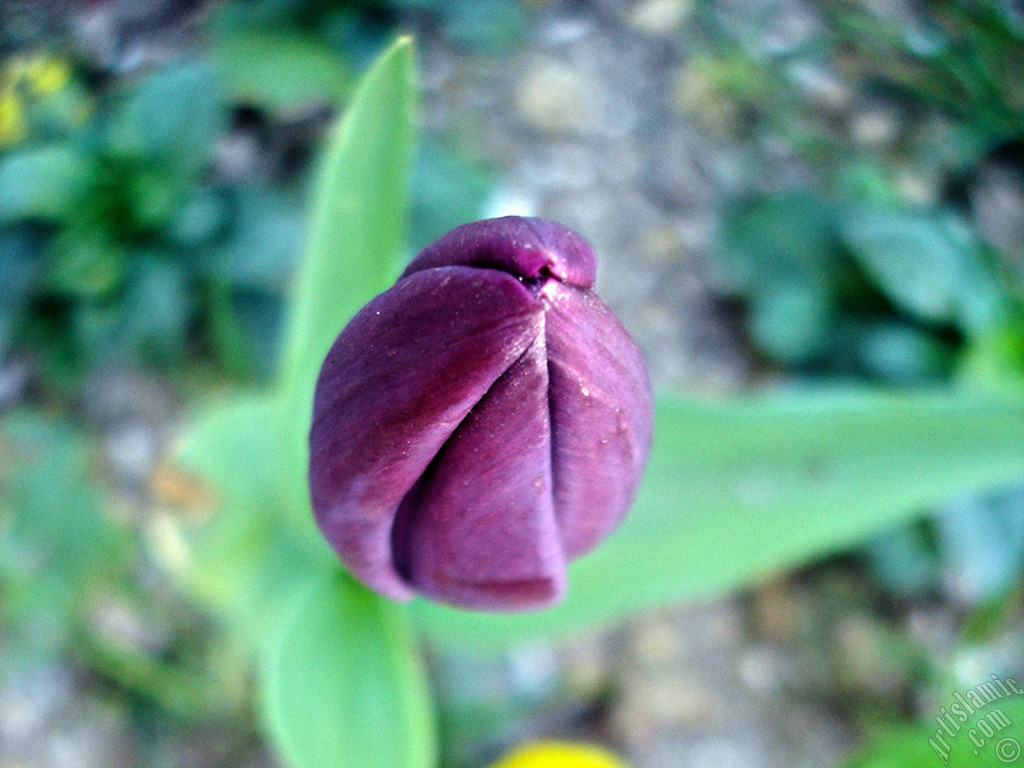 Purple color Turkish-Ottoman Tulip photo.
