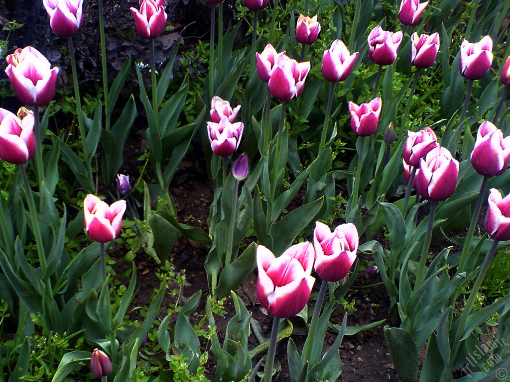 Turkish-Ottoman Tulips.
