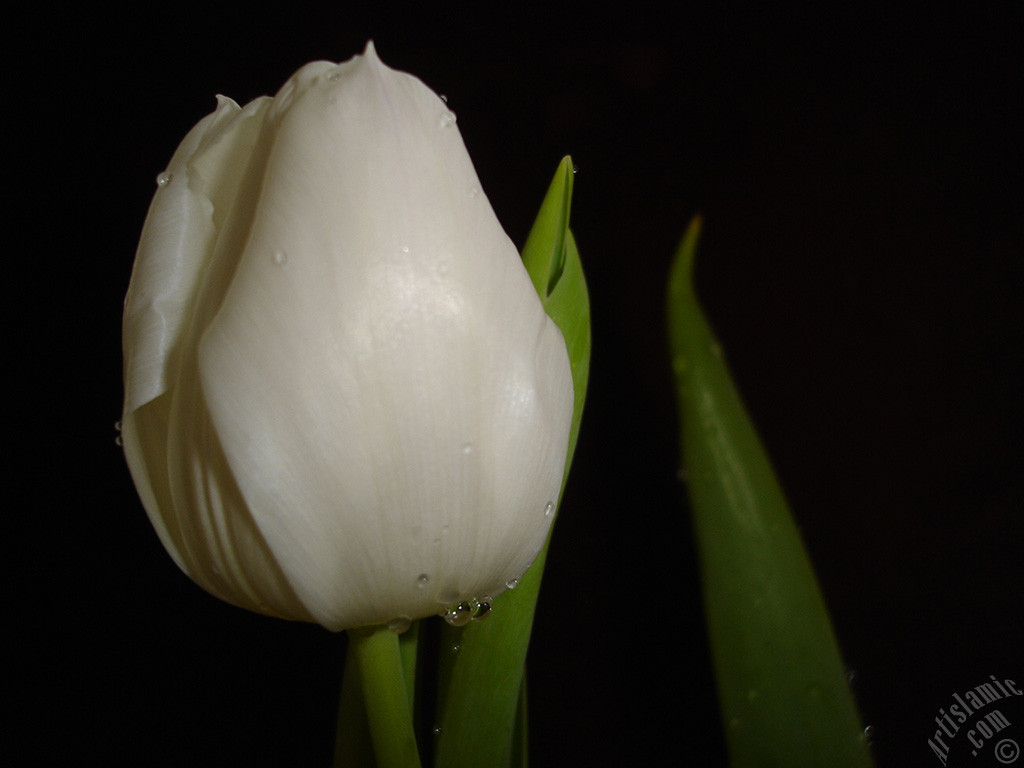 White color Turkish-Ottoman Tulip photo.
