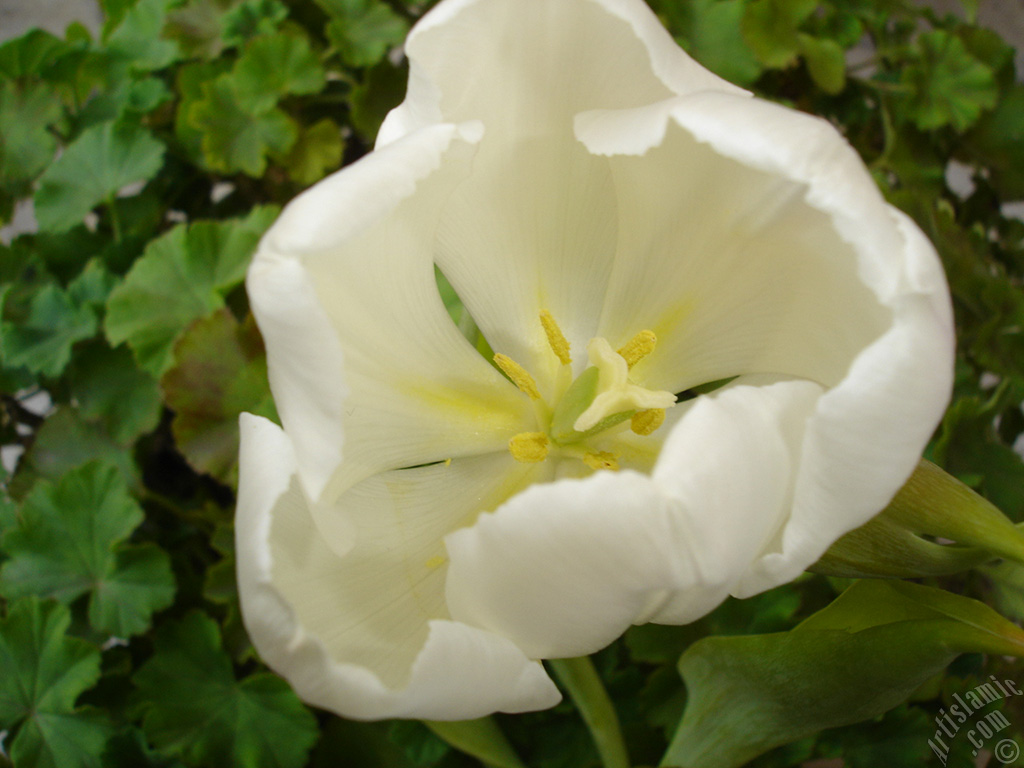 White color Turkish-Ottoman Tulip photo.
