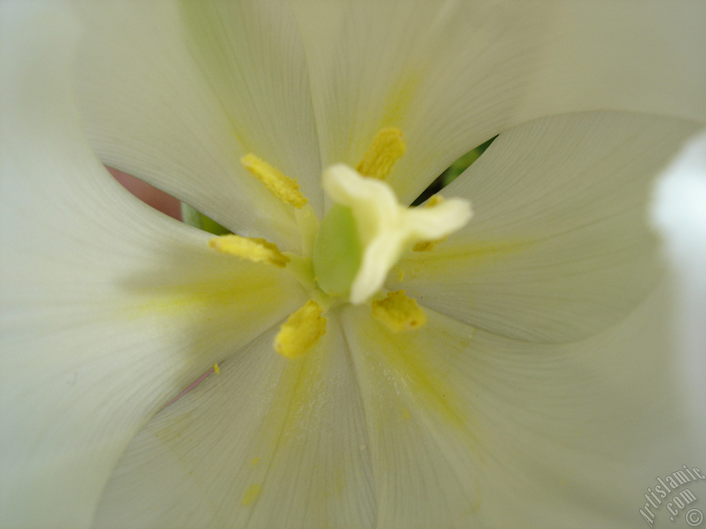 White color Turkish-Ottoman Tulip photo.
