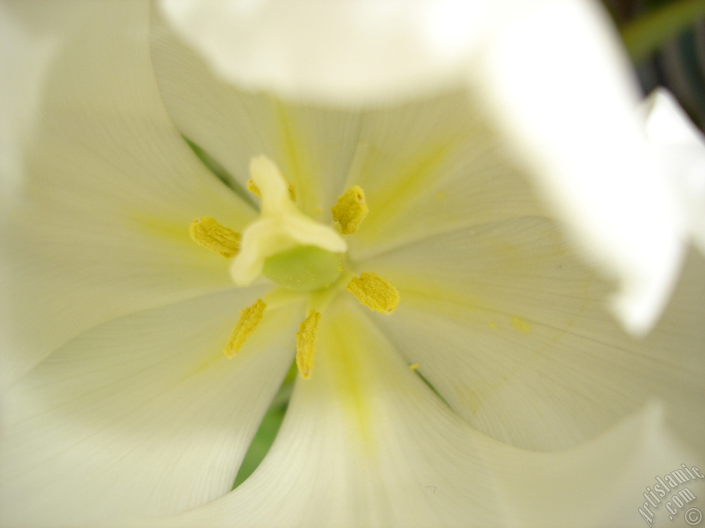 White color Turkish-Ottoman Tulip photo.
