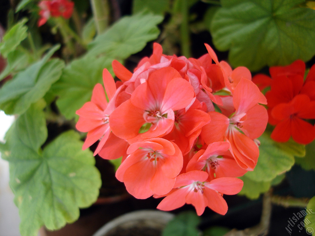 Red Colored Pelargonia -Geranium- flower.
